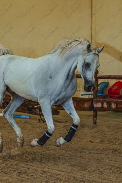 لقطة لخيل عربي بلون الابيض بأسطبل نهارًا ، سباقات الخيل ، جمال خيل العربي ، قفز الحواجز .