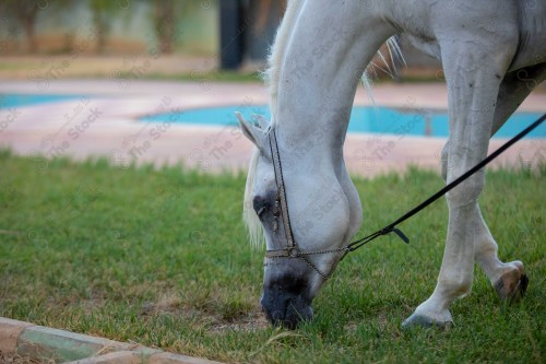 لقطة مقربه لخيل عربي ابيض اللون يتغذى على العشب في الاسطبل نهاراً, تربية الخيول.