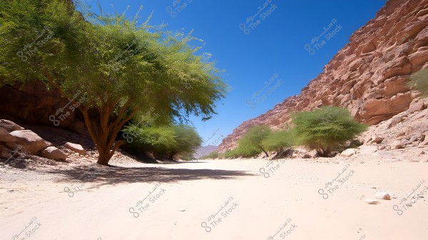 A natural landscape in a sandy valley flanked by pink rocky cliffs on both sides, shaded by trees with dense green foliage. The sky is blue and clear, creating the impression of a dry, desert-like environment.