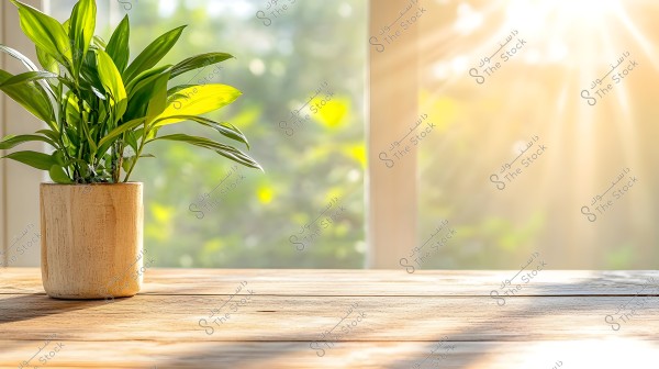 Image of a green plant in a wooden pot on a wooden table in front of a window. Warm sunlight streams onto the plant and table, creating a bright and soothing atmosphere. The background is blurred, emphasizing the plant with detailed clarity.