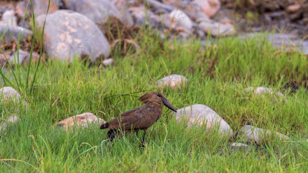 A brown bird standing in a field of green grass, surrounded by smooth stones. The bird appears small with a long, curved bill. The background features scattered plants and stones.