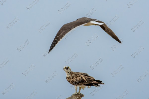 An image of a bird perched on a branch with another bird flying in the background. The perched bird has brown and white feathers with a small head and sharp eyes, while the other bird in flight has long wings shaded in dark and white. The sky is clear and blue in the background.