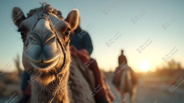The image shows a camel from the front, appearing to be close to the camera with a desert background and the sun rising or setting on the horizon. Two people can be seen riding other camels in the background, and the lighting suggests it is early morning or late afternoon.