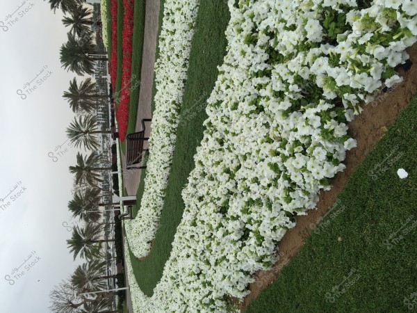 A flowering garden featuring beautifully symmetrical white flowers over lush green areas. In the background, palm trees line the path alongside some distant buildings under the cloudy sky. The garden also contains wooden benches for passersby to rest and enjoy the scenery.