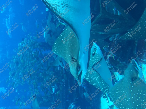 An underwater image showing manta rays swimming near a submerged metal structure. The rays have a brown color with distinctive white spots on their bodies. In the background, a large school of other fish is swimming together, with the surrounding blue aquatic light creating a serene and awe-inspiring atmosphere.