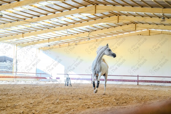 لقطة لخيل عربي بلون الابيض بأسطبل نهارًا ، سباقات الخيل ، جمال خيل العربي ، قفز الحواجز .