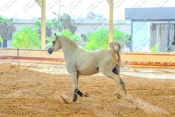 لقطة لخيل عربي بلون الابيض بأسطبل نهارًا ، سباقات الخيل ، جمال خيل العربي ، قفز الحواجز .