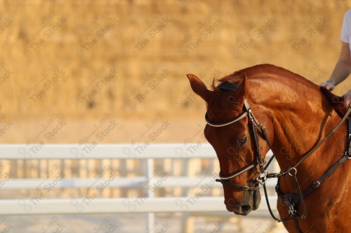 صورة مقربة  لخيل بني  عربي أصيل بني اللون ، تربية وتدريب الخيول ، إسطبل الأحصنة ، الخيل العربي الأصيل، الفروسية، هواية ركوب الخيل