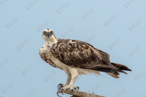 An image of an osprey standing on a wooden edge under a clear blue sky. The osprey is highlighted by its brown and white feathers, bright yellow eyes, sharp black beak, and powerful talons, creating a striking and majestic scene.