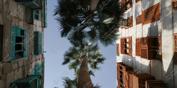 ** A view from below showing a group of tall palm trees between two old buildings. The building on the left features turquoise blue wooden windows, while the building on the right has dark brown intricately designed windows. The background sky is clear, creating a serene atmosphere.\r\n\r\n**