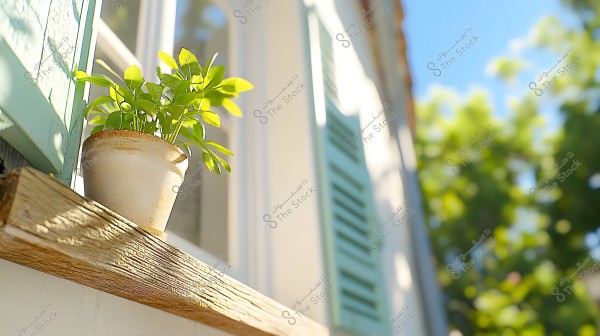 An image depicting a small flower pot containing a plant with vibrant green leaves, placed on a wooden window ledge. The window features open blue shutters, and the blurred background with the shadow showcases a clear blue sky and green tree leaves, suggesting a warm sunny day.