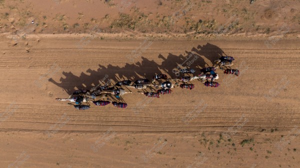 An aerial image of a group of camels lined up in two rows on a sandy path. The camels are adorned with colorful blankets, and the riders are wearing traditional clothing. The shadows of the camels and riders are clearly visible on the sand.