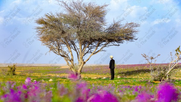 لقطة لشاب بحوله زهور الخزامى البنفسجي في محافظة رفحاء في المنطقة الشمالية بالسعودية ، صورة لربيع محافظة رفحاء ، الطبيعة في السعودية