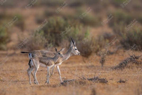 Two gazelles walking side by side in a desert landscape. Both are light brown with white bellies and slender black horns. The background is blurred, showing scattered dry plants in the desert.