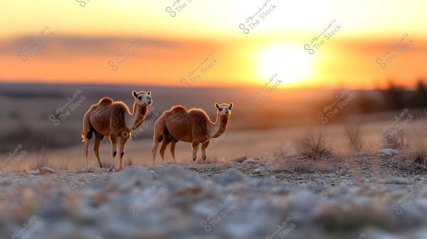 Two camels standing on barren land with a sunset in the background. The horizon stretches into the distance, and the sky is filled with vibrant orange hues, adding a dramatic touch to the desert landscape.