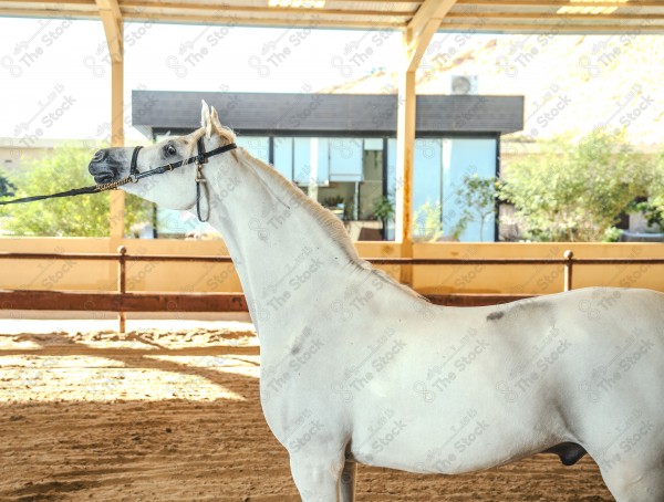 لقطة لخيل عربي بلون الابيض بأسطبل نهارًا ، سباقات الخيل ، جمال خيل العربي ، قفز الحواجز .