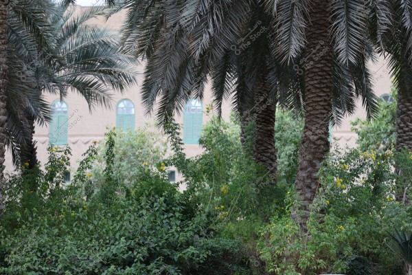 The image shows tall palm trees in the foreground, surrounded by green plants and yellow flowers. In the background, there is a traditional-looking adobe building with distinctive arched windows featuring green glass.