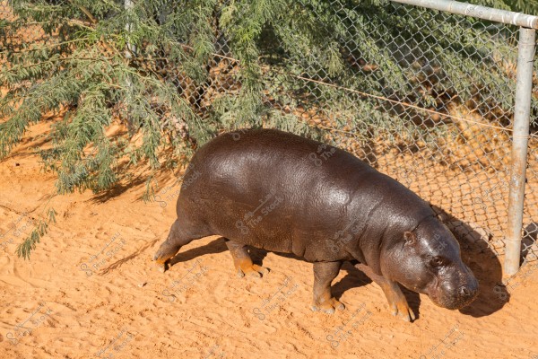 A pygmy hippopotamus walking on sandy ground next to a metal chain-link fence and a row of green trees. Its skin is dark brown and shiny under the sunlight.