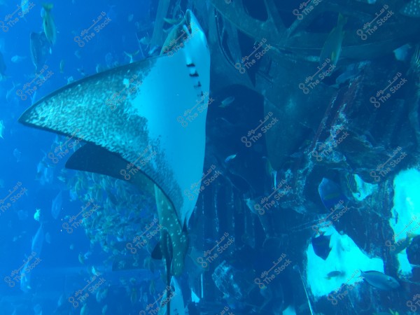 An underwater image of a large stingray swimming near the structure of a sunken shipwreck. In the background, numerous colorful fish can be seen swimming in the blue waters surrounding the structure, adding to the beauty of the natural underwater scene.