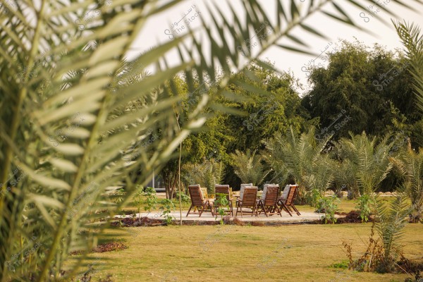 The image shows a green garden with palm trees in the foreground and background. The garden features a set of wooden chairs arranged in a circle around a table, situated in the middle of a grassy area. The atmosphere is sunny, suggesting a peaceful and relaxing environment in nature.
