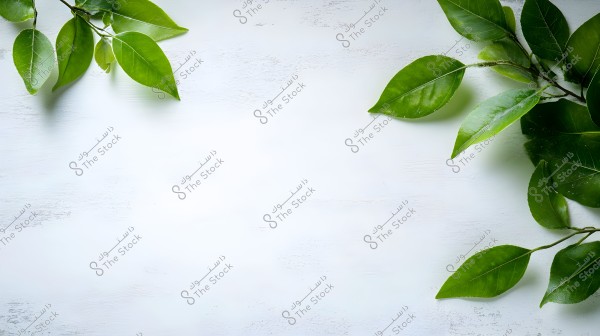 An image of a tree branch featuring vibrant green leaves on a white wooden background. The leaves are positioned in the upper right and lower left corners of the image, giving a natural and serene appearance.