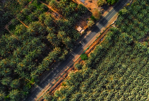 لقطه جويه تظهر فيها مجموعة من مزارع النخيل في المدينة المنورة، الحياة الطبيعية، زراعة النخيل و التمور