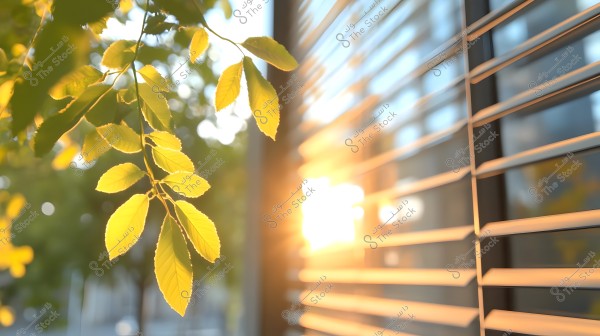The image shows green leaves illuminated by sunlight streaming through a window blind. The leaves are prominently in the foreground, beautifully lit, highlighting their intricate details. In the background, light and shadow interplay on the blinds, with sunlight reflecting on the glass, creating a sense of calm and tranquility.