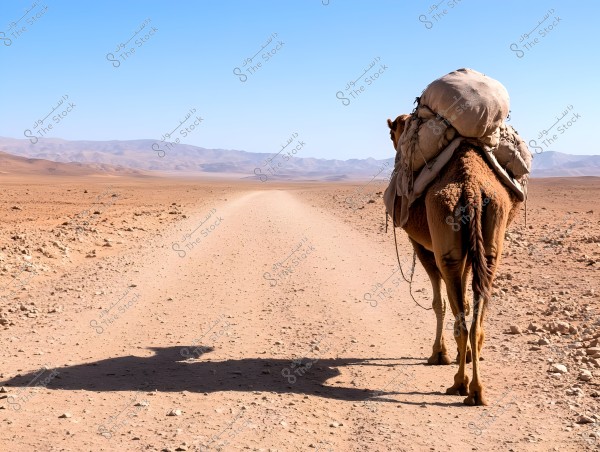 A camel walks through a vast desert under a clear blue sky, loaded with bags and supplies along a sandy path. Low hills and mountains are visible in the background.