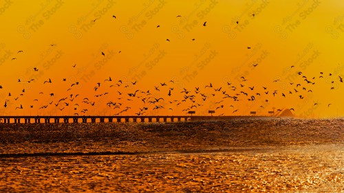 Aesthetic image of a group of birds flying over the sea front of Khobar during sunset, calm seascape, marine nature.