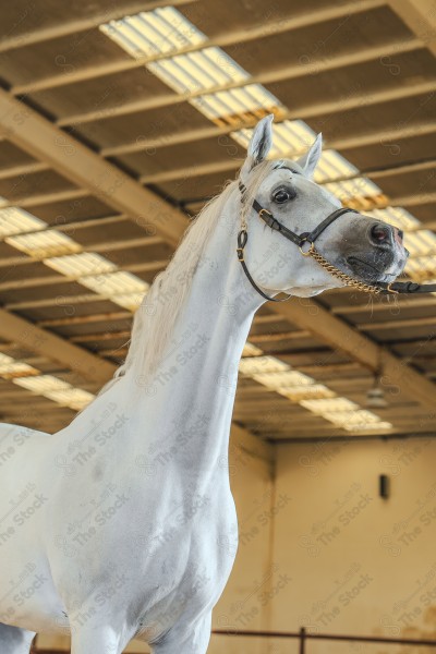 لقطة لخيل عربي بلون الابيض بأسطبل نهارًا ، سباقات الخيل ، جمال خيل العربي ، قفز الحواجز .