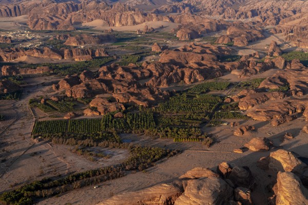 لقطة جوية جمالية لمزارع النخيل في محافظة العلا بالسعودية ، أماكن سياحية في السعودية ، نيوم، مزارع أشجار النخيل الخضراء.