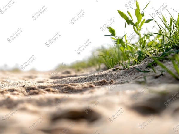 A close-up image of small green plant leaves emerging from soft sand, with a blurred background highlighting the fine details of the plants and sand. The vibrant colors suggest a sunny morning or strong daylight.