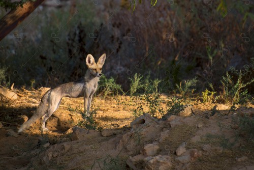 A shot of a desert fox (Al-Fenk) among a group of trees in Saudi Arabia, natural life.