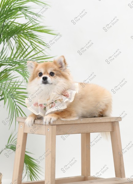 The image shows a brown Pomeranian dog wearing a decorative lace collar with floral patterns, sitting on a small wooden stool. A green plant is visible in the background.