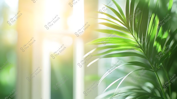 An image showing a green palm leaf angled to the right in front of a brightly sunlit window. Sunlight streams through the window, casting shadows on the leaf and highlighting its intricate details and contrasting colors.