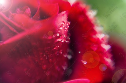 A close-up with a micro lens of a bright colored rose showing water droplets