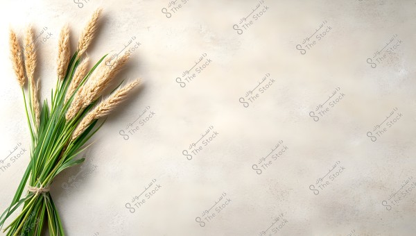 Image of a bundle of dry, golden wheat stalks tied with string, leaning towards the left on a light sandy-colored background. The contrast between the golden stalks and the light background is noticeable.