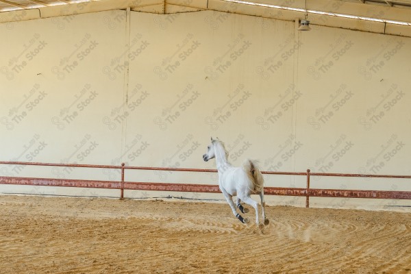 لقطة لخيل عربي بلون الابيض بأسطبل نهارًا ، سباقات الخيل ، جمال خيل العربي ، قفز الحواجز .