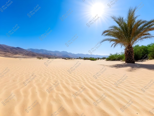 A desert scene with golden sand stretching to the horizon, featuring a palm tree on the right side with its shadow cast on the sand. In the background, some mountains are visible under a clear blue sky, and the sun is shining brightly at the top of the image.