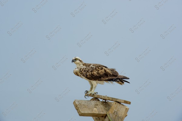 An osprey standing on a wooden structure under a blue sky. The bird features brown and white feathers, with a head that is mostly white with dark brown spots, and sharp yellow eyes with a hooked beak.