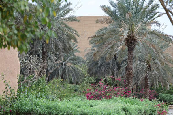 An image of a garden featuring tall palm trees and smaller trees, with blooming red flowers and dense green foliage. A light brown building is visible in the background, indicating a natural area or garden in an Arab country.
