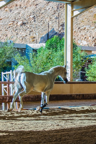 لقطة لخيل عربي بلون الابيض بأسطبل نهارًا ، سباقات الخيل ، جمال خيل العربي ، قفز الحواجز .