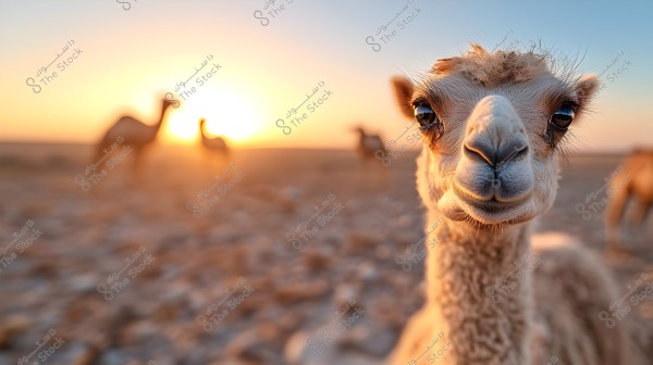A close-up image of a young camel with a cute face in the foreground, clearly visible while a group of other camels appear blurred in the background, in a desert scene during sunset. The sky is filled with warm colors, and the desert ground is rocky.