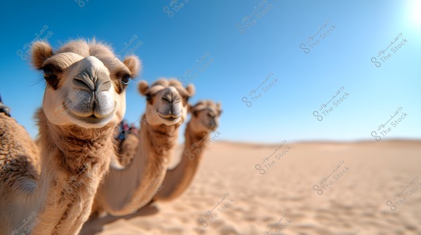 An image showing three camels in the desert under a clear blue sky. The camel in the foreground takes up most of the image, with the rest of the camels following behind on the sand.