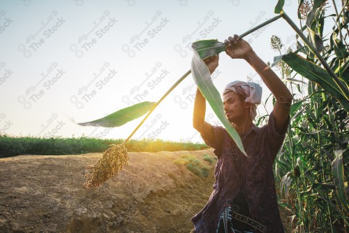 لقطة لرجل سعودي يقطف الذرة الرفيعه (خضير) في مزارع بيش بتهامه