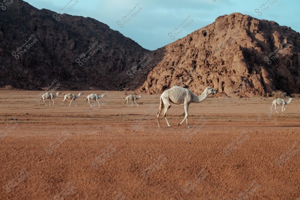 A caravan of camels walking across an open desert with dark brown soil. In the background, large rocky mountains are visible under a blue sky with a few clouds. The scene conveys a sense of natural beauty and tranquility in the desert.