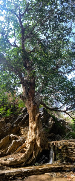 A large tree with dense green foliage stands next to natural rock formations. The trunk is thick and twisted, with a small waterfall emerging from its base and flowing over the rocks. The atmosphere is serene and natural, with light filtering through the leaves.