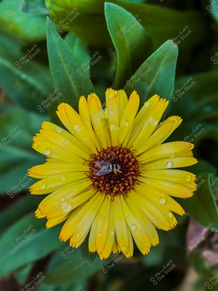 زهرة صفراء زاهية في وسط الصورة بها قطرات ماء على بتلاتها, وتتوسطها حشرة صغيرة تشبه النحلة. الخلفية تتكون من أوراق خضراء غير واضحة.