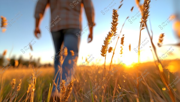 An image showing a person walking through a wheat field at sunset, with golden grain prominently in the foreground, while the person appears blurred in the background. The sky is clear and blue, with the sun casting a warm glow over the scene.