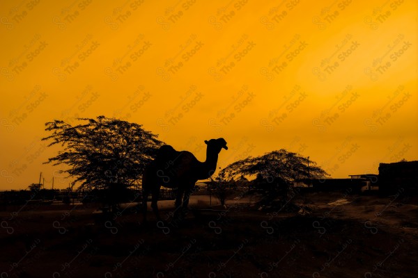 Silhouette shot of camel in the desert at sunset, ship of the desert, camel.